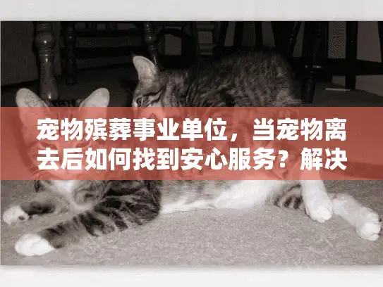 宠物殡葬事业单位，当宠物离去后如何找到安心服务？解决你的所有疑问