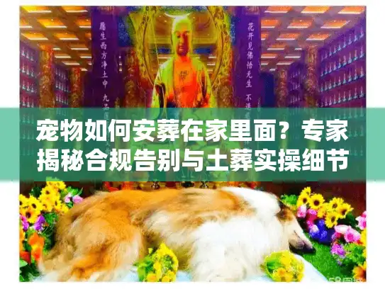 宠物如何安葬在家里面？专家揭秘合规告别与土葬实操细节
