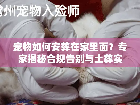 宠物如何安葬在家里面？专家揭秘合规告别与土葬实操细节