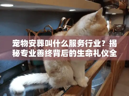 宠物安葬叫什么服务行业？揭秘专业善终背后的生命礼仪全流程