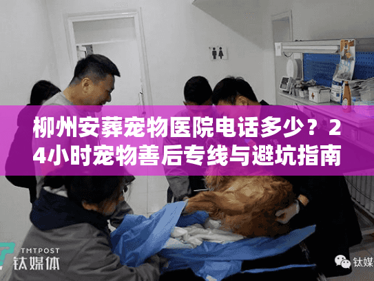 柳州安葬宠物医院电话多少？24小时宠物善后专线与避坑指南