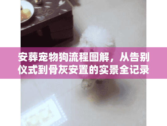 安葬宠物狗流程图解，从告别仪式到骨灰安置的实景全记录