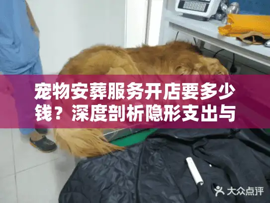 宠物安葬服务开店要多少钱？深度剖析隐形支出与回本周期