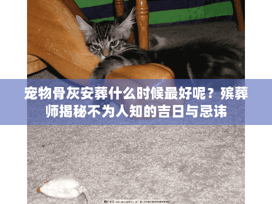 宠物骨灰安葬什么时候最好呢？殡葬师揭秘不为人知的吉日与忌讳