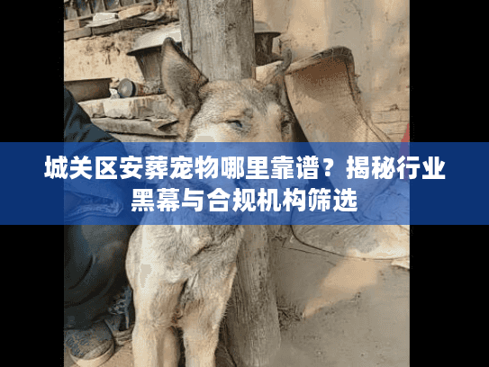 城关区安葬宠物哪里靠谱？揭秘行业黑幕与合规机构筛选