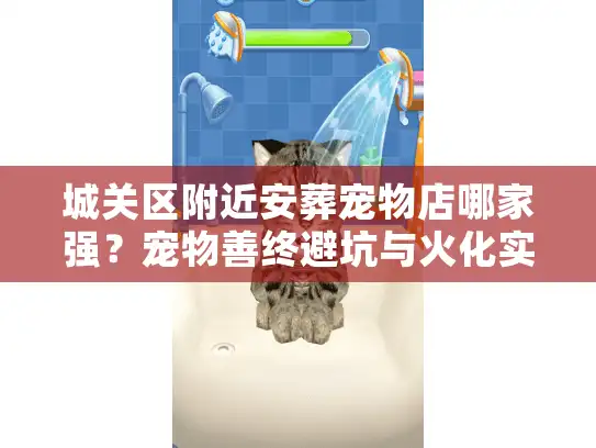 城关区附近安葬宠物店哪家强？宠物善终避坑与火化实录