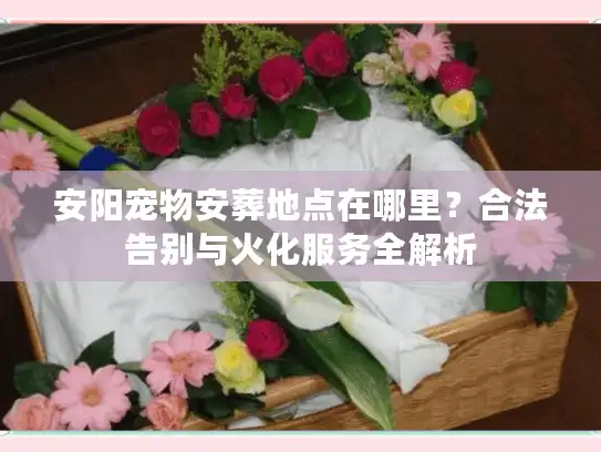 安阳宠物安葬地点在哪里？合法告别与火化服务全解析