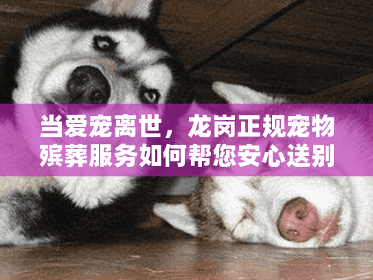 当爱宠离世,龙岗正规宠物殡葬服务如何帮您安心送别? 当爱宠离世,龙岗正规宠物殡葬服务如何帮您安心送别?