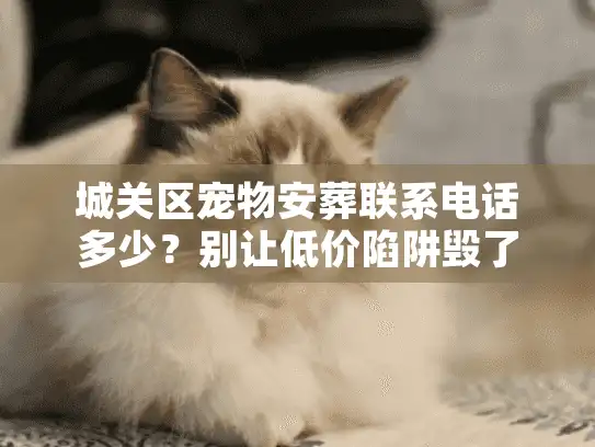 城关区宠物安葬联系电话多少？别让低价陷阱毁了最后尊严