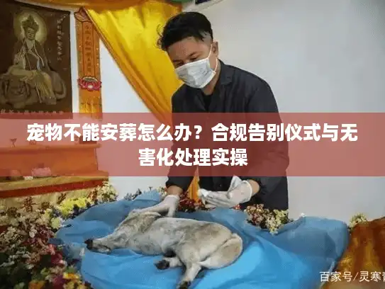 宠物不能安葬怎么办？合规告别仪式与无害化处理实操
