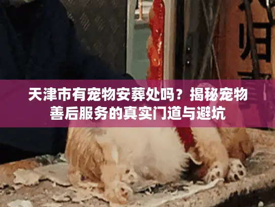 天津市有宠物安葬处吗？揭秘宠物善后服务的真实门道与避坑