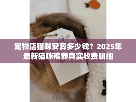宠物店猫咪安葬多少钱?2025年最新猫咪殡葬真实收费明细 宠物店猫咪安葬多少钱?2025年最新猫咪殡葬真实收费明细