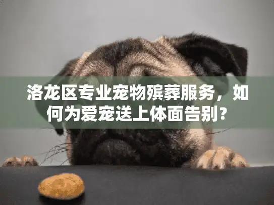 洛龙区专业宠物殡葬服务,如何为爱宠送上体面告别? 洛龙区专业宠物殡葬服务,如何为爱宠送上体面告别?