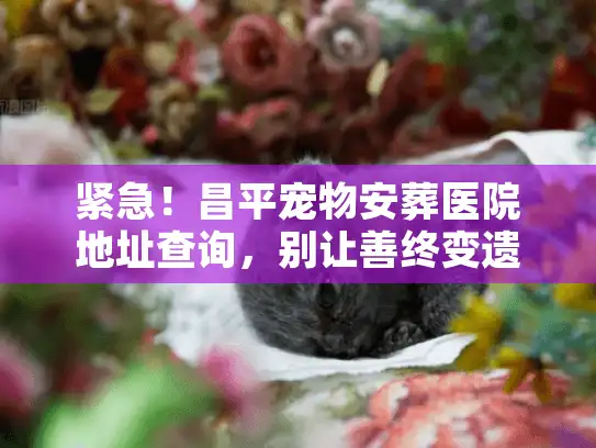 紧急！昌平宠物安葬医院地址查询，别让善终变遗憾