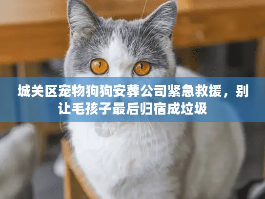 城关区宠物狗狗安葬公司紧急救援，别让毛孩子最后归宿成垃圾