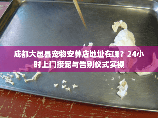 成都大邑县宠物安葬店地址在哪?24小时上门接宠与告别仪式实操 成都大邑县宠物安葬店地址在哪?24小时上门接宠与告别仪式实操