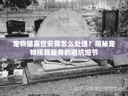 宠物猫离世安葬怎么处理？揭秘宠物殡葬服务的避坑细节