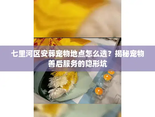 七里河区安葬宠物地点怎么选？揭秘宠物善后服务的隐形坑