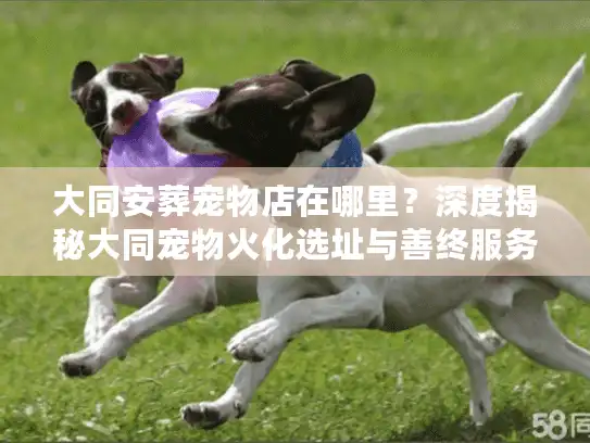 大同安葬宠物店在哪里？深度揭秘大同宠物火化选址与善终服务内幕