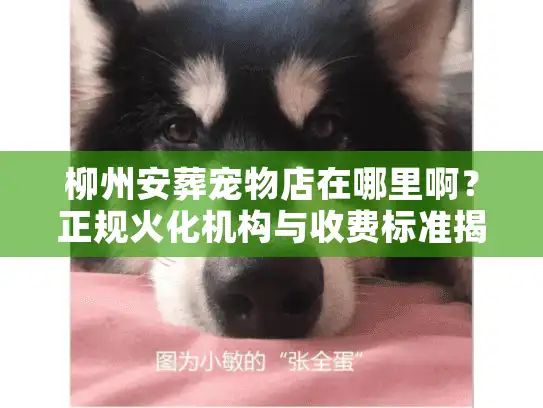 柳州安葬宠物店在哪里啊？正规火化机构与收费标准揭秘
