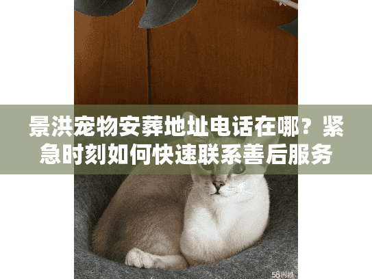 景洪宠物安葬地址电话在哪？紧急时刻如何快速联系善后服务