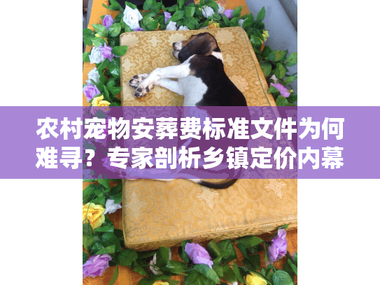 农村宠物安葬费标准文件为何难寻？专家剖析乡镇定价内幕