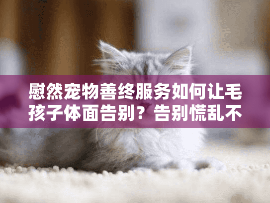 慰然宠物善终服务如何让毛孩子体面告别？告别慌乱不安的6个专业方案