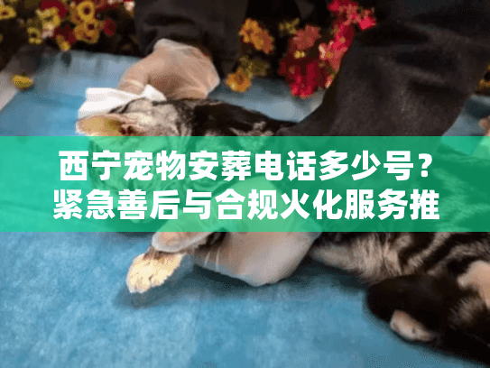 西宁宠物安葬电话多少号？紧急善后与合规火化服务推荐