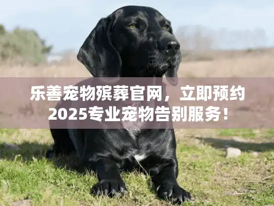 乐善宠物殡葬官网，立即预约2025专业宠物告别服务！