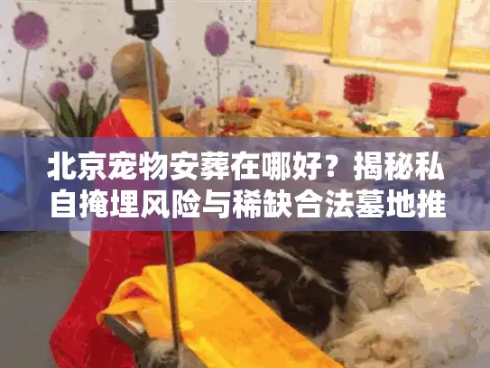 北京宠物安葬在哪好？揭秘私自掩埋风险与稀缺合法墓地推荐