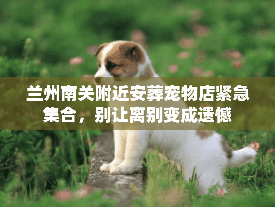 兰州南关附近安葬宠物店紧急集合,别让离别变成遗憾 兰州南关附近安葬宠物店紧急集合,别让离别变成遗憾
