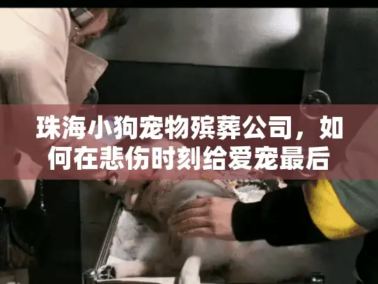 珠海小狗宠物殡葬公司，如何在悲伤时刻给爱宠最后的体面告别？