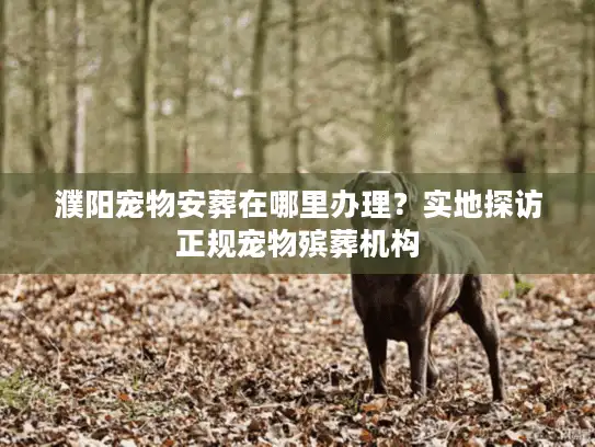 濮阳宠物安葬在哪里办理？实地探访正规宠物殡葬机构