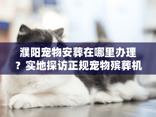 濮阳宠物安葬在哪里办理？实地探访正规宠物殡葬机构