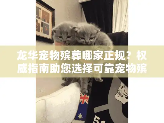 龙华宠物殡葬哪家正规？权威指南助您选择可靠宠物殡葬服务