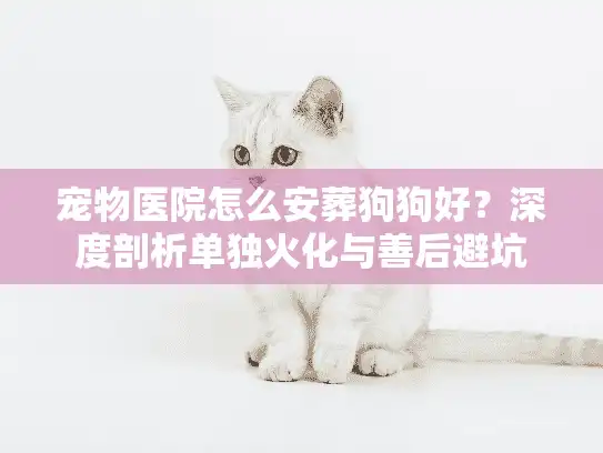 宠物医院怎么安葬狗狗好？深度剖析单独火化与善后避坑