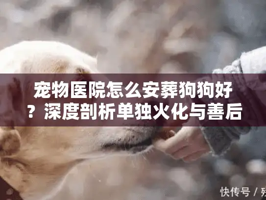宠物医院怎么安葬狗狗好？深度剖析单独火化与善后避坑