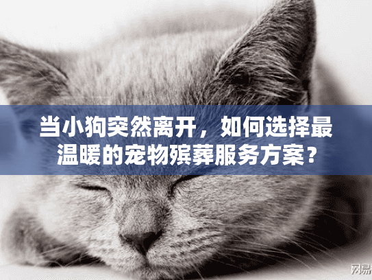 当小狗突然离开，如何选择最温暖的宠物殡葬服务方案？