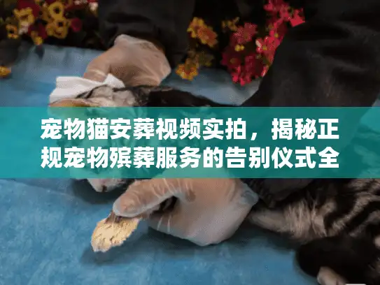 宠物猫安葬视频实拍，揭秘正规宠物殡葬服务的告别仪式全流程
