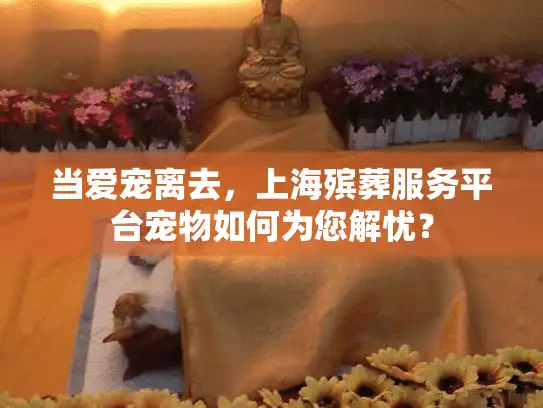 当爱宠离去，上海殡葬服务平台宠物如何为您解忧？