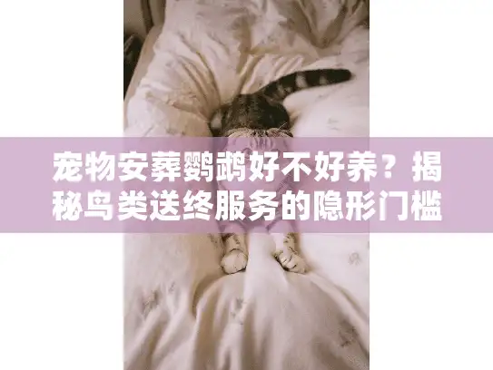 宠物安葬鹦鹉好不好养?揭秘鸟类送终服务的隐形门槛 宠物安葬鹦鹉好不好养?揭秘鸟类送终服务的隐形门槛