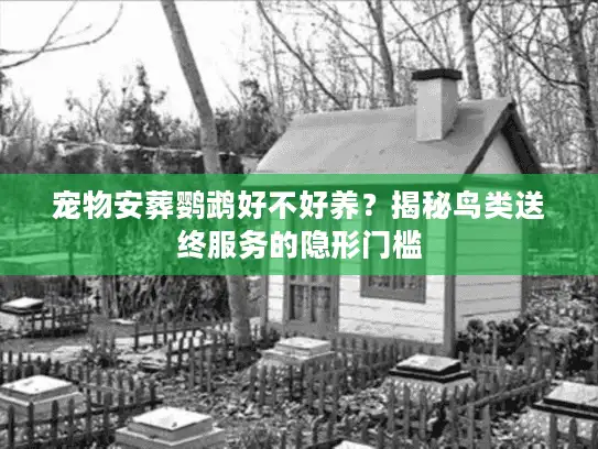 宠物安葬鹦鹉好不好养?揭秘鸟类送终服务的隐形门槛 宠物安葬鹦鹉好不好养?揭秘鸟类送终服务的隐形门槛