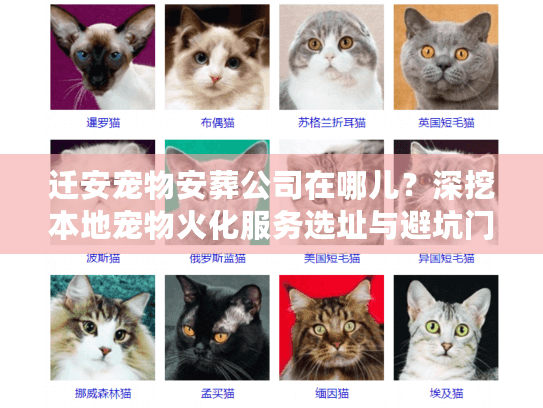 迁安宠物安葬公司在哪儿？深挖本地宠物火化服务选址与避坑门道