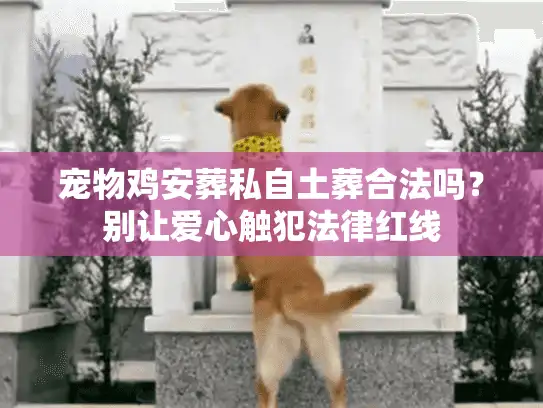 宠物鸡安葬私自土葬合法吗?别让爱心触犯法律红线 宠物鸡安葬私自土葬合法吗?别让爱心触犯法律红线
