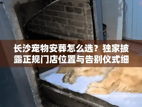 长沙宠物安葬怎么选？独家披露正规门店位置与告别仪式细节