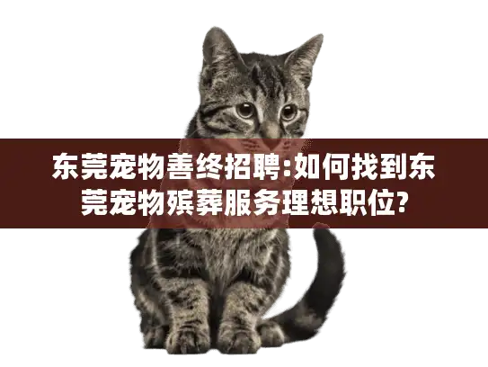 东莞宠物善终招聘:如何找到东莞宠物殡葬服务理想职位?