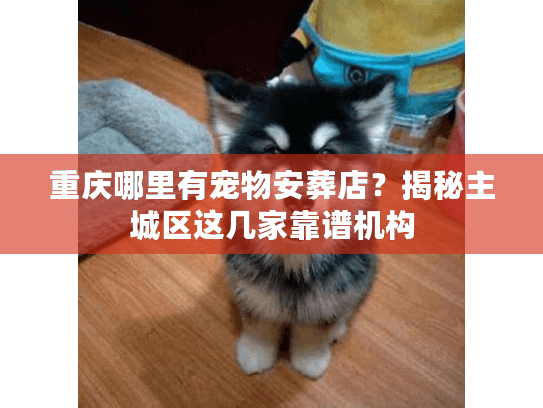 重庆哪里有宠物安葬店？揭秘主城区这几家靠谱机构