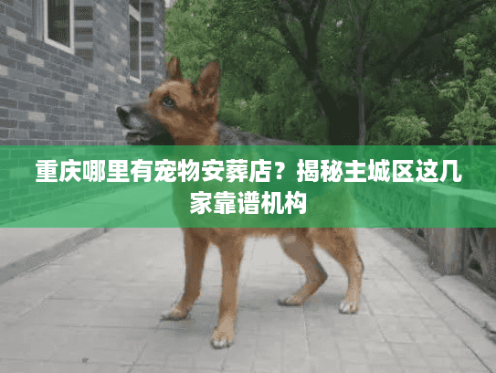 重庆哪里有宠物安葬店？揭秘主城区这几家靠谱机构