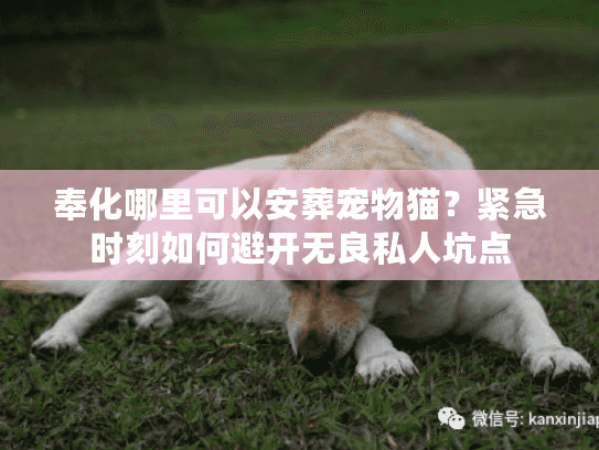 奉化哪里可以安葬宠物猫？紧急时刻如何避开无良私人坑点