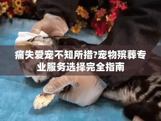 痛失爱宠不知所措?宠物殡葬专业服务选择完全指南 痛失爱宠不知所措?宠物殡葬专业服务选择完全指南